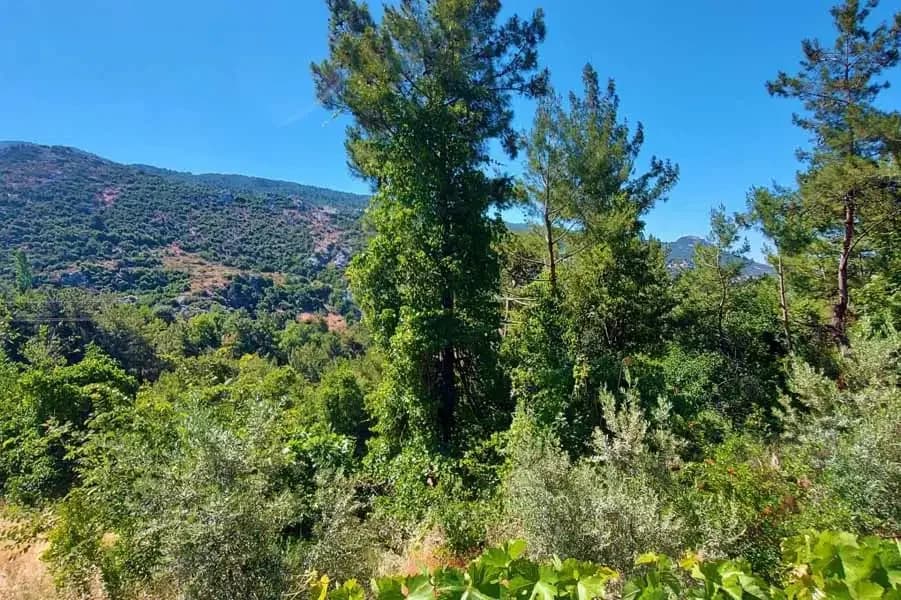 Villa Simay 1 46